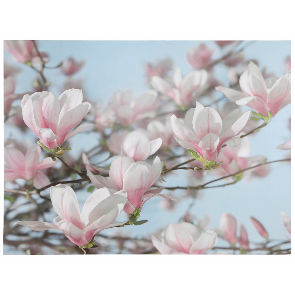 Komar Fototapete »Magnolia«