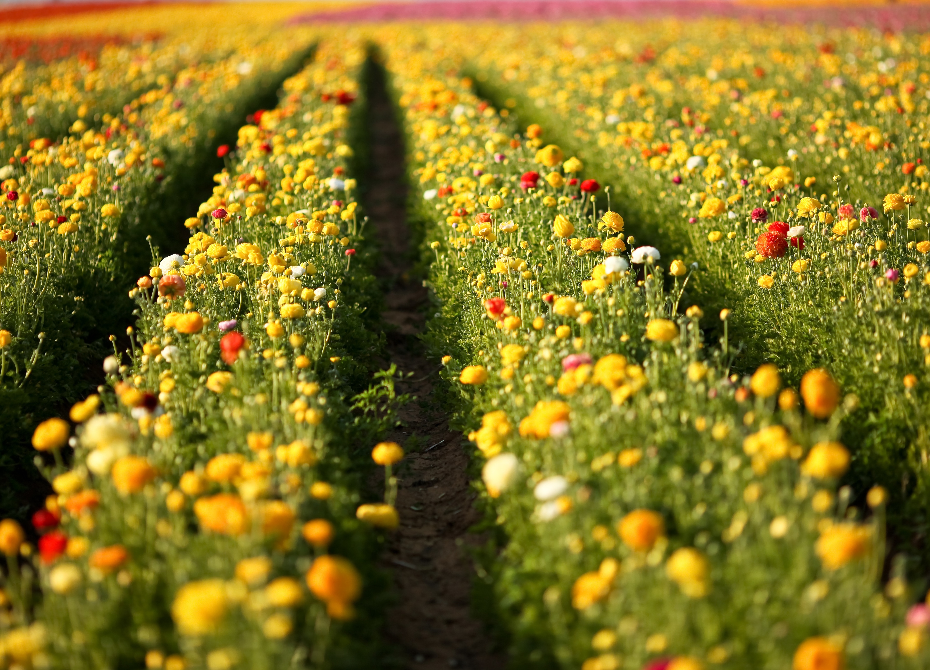 Papermoon Fototapete "Flower Field in San Diego" glatt