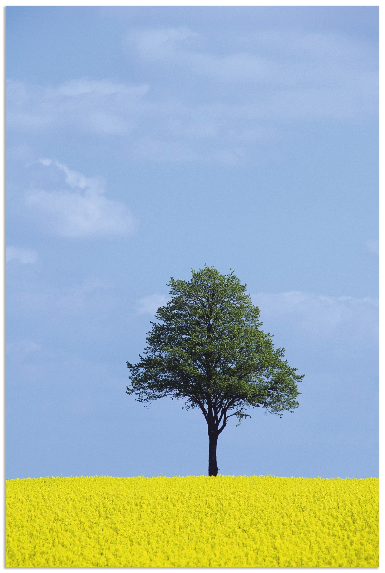 versch. kaufen in Baum«, Alubild, Poster Bäume, (1 und als Artland & Größen Wandbild | BAUR Wiesen St.), »Rapsfeld Leinwandbild, Wandaufkleber oder