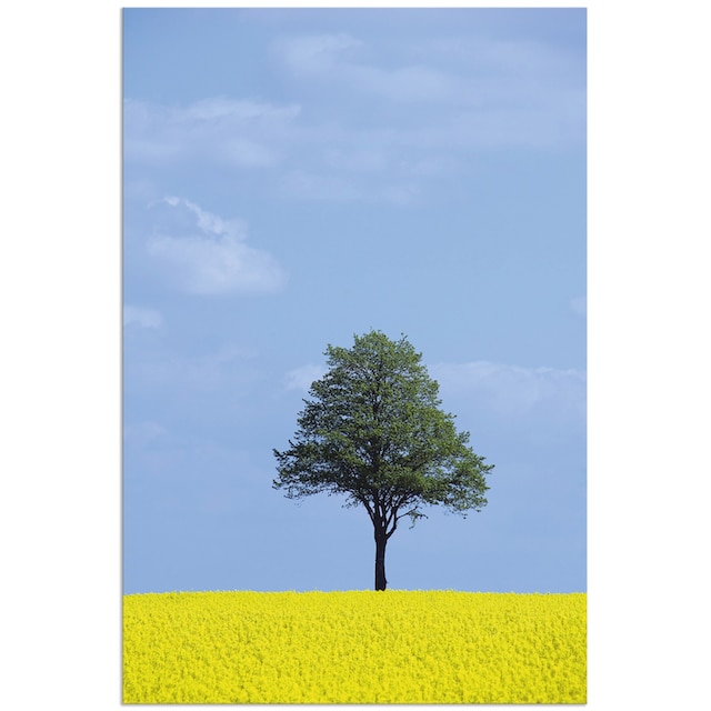 Artland Wandbild »Rapsfeld und Baum«, Wiesen & Bäume, (1 St.), als Alubild,  Leinwandbild, Wandaufkleber oder Poster in versch. Größen kaufen | BAUR