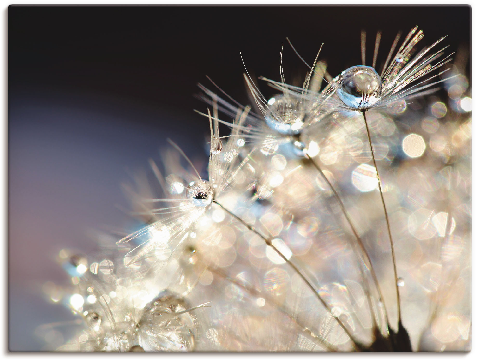 Artland Leinwandbild "Pusteblume Fantasie" Blumen 1 Stk. tlg. auf Holzrahmen gespannt
