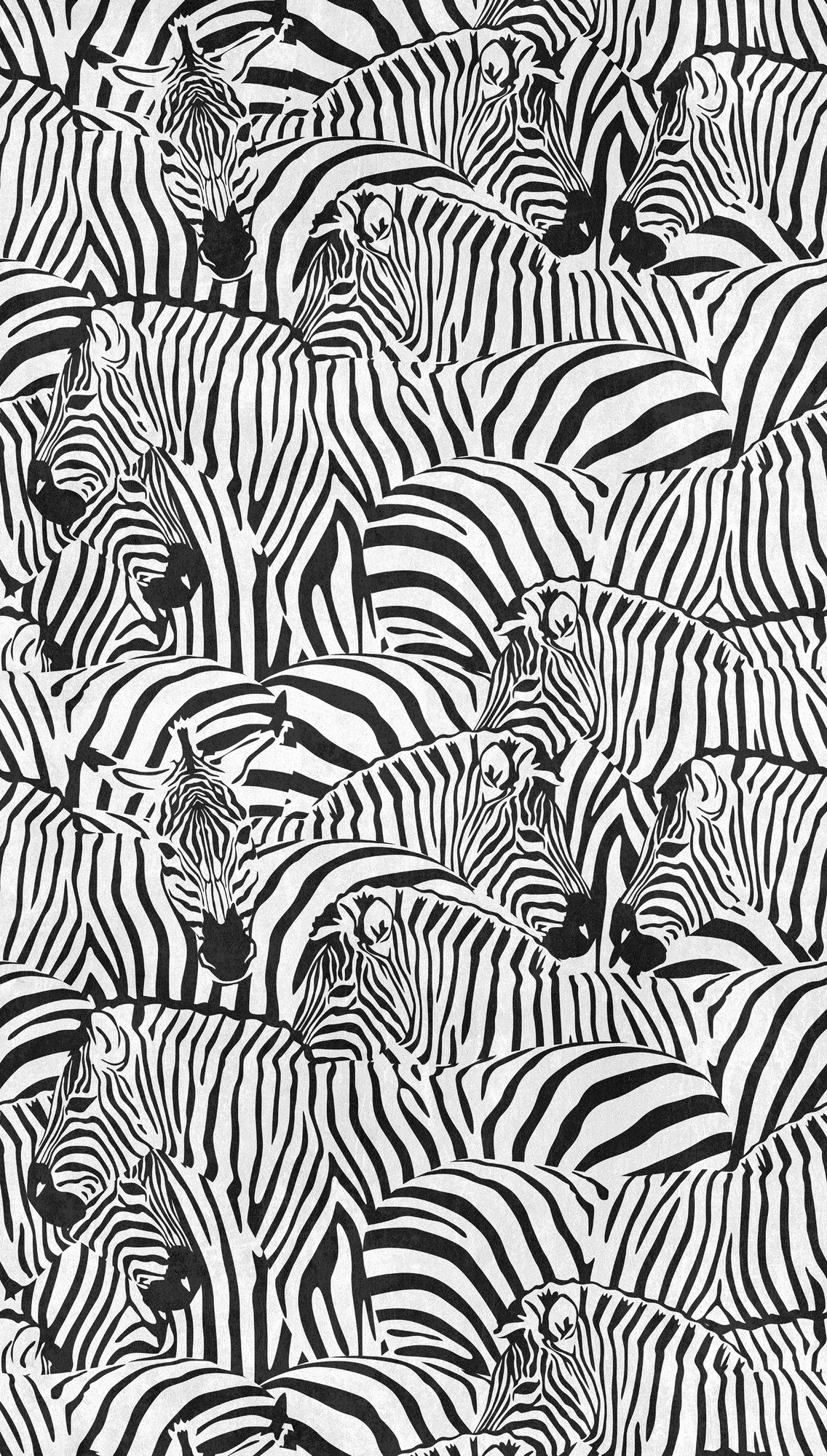living walls Fototapete "THE WALL III Zebra Tapete Motivtapete Tiere Tiere" günstig online kaufen