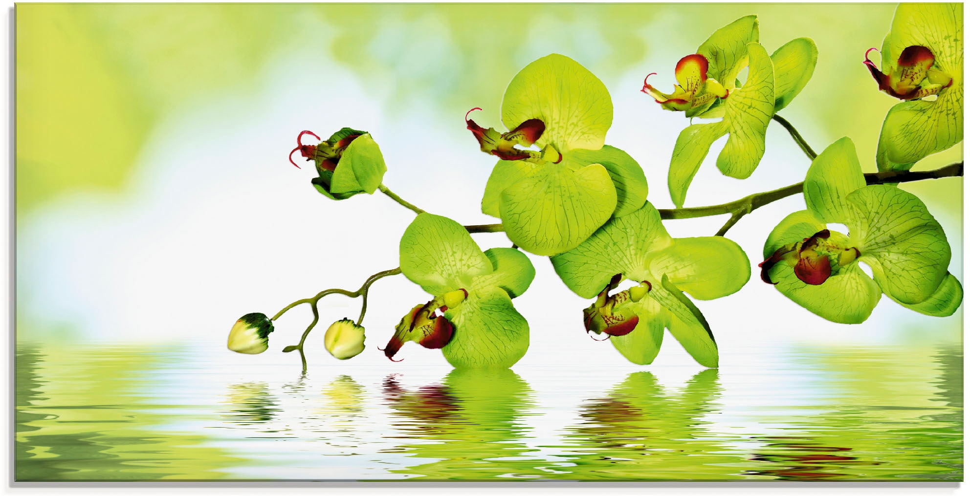 Artland Glasbild "Schöne Orchidee mit grünem Hintergrund" Blumen 1 Stk. tlg günstig online kaufen