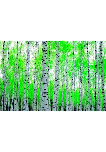 Papermoon Fototapetas »Birch Forest«