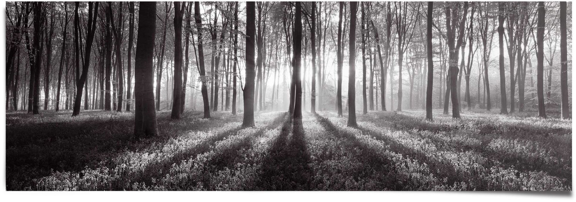 Reinders! Poster »Sonnenaufgang im Wald Schwarz-Weiß«, (1 St