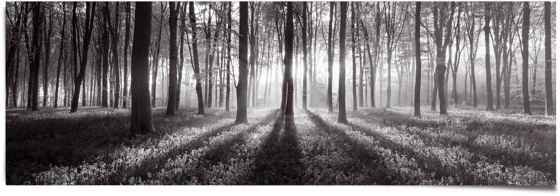 Reinders Poster "Sonnenaufgang im Wald Schwarz-Weiß" 1 Stk. tlg. günstig online kaufen