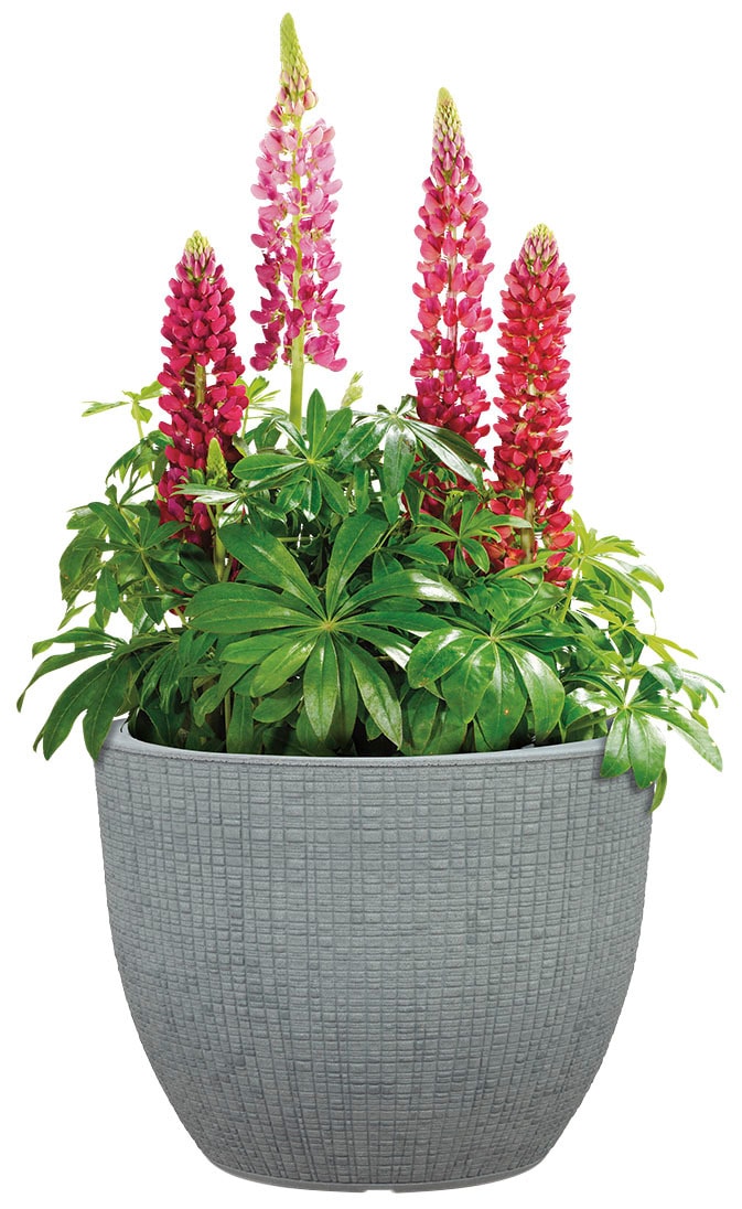 Scheurich Blumentopf »30/295 BARCEO«