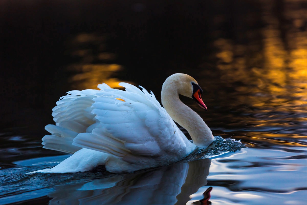 Papermoon Fototapete "Schwan im Wasser"
