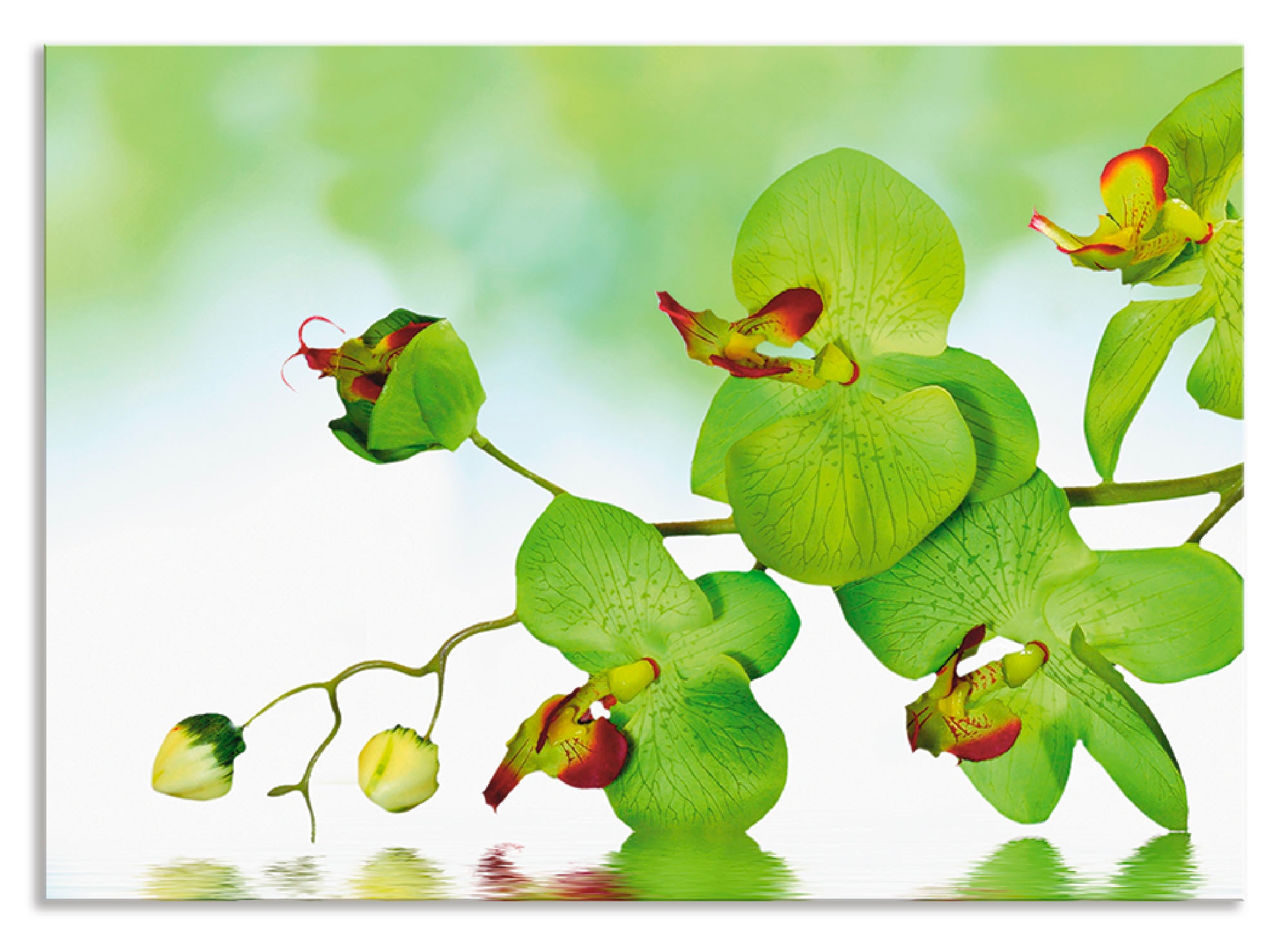 Artland Küchenrückwand »Schöne Orchidee mit grünem Hintergrund«, (1 tlg.), Alu Spritzschutz mit Klebeband, einfache Montage