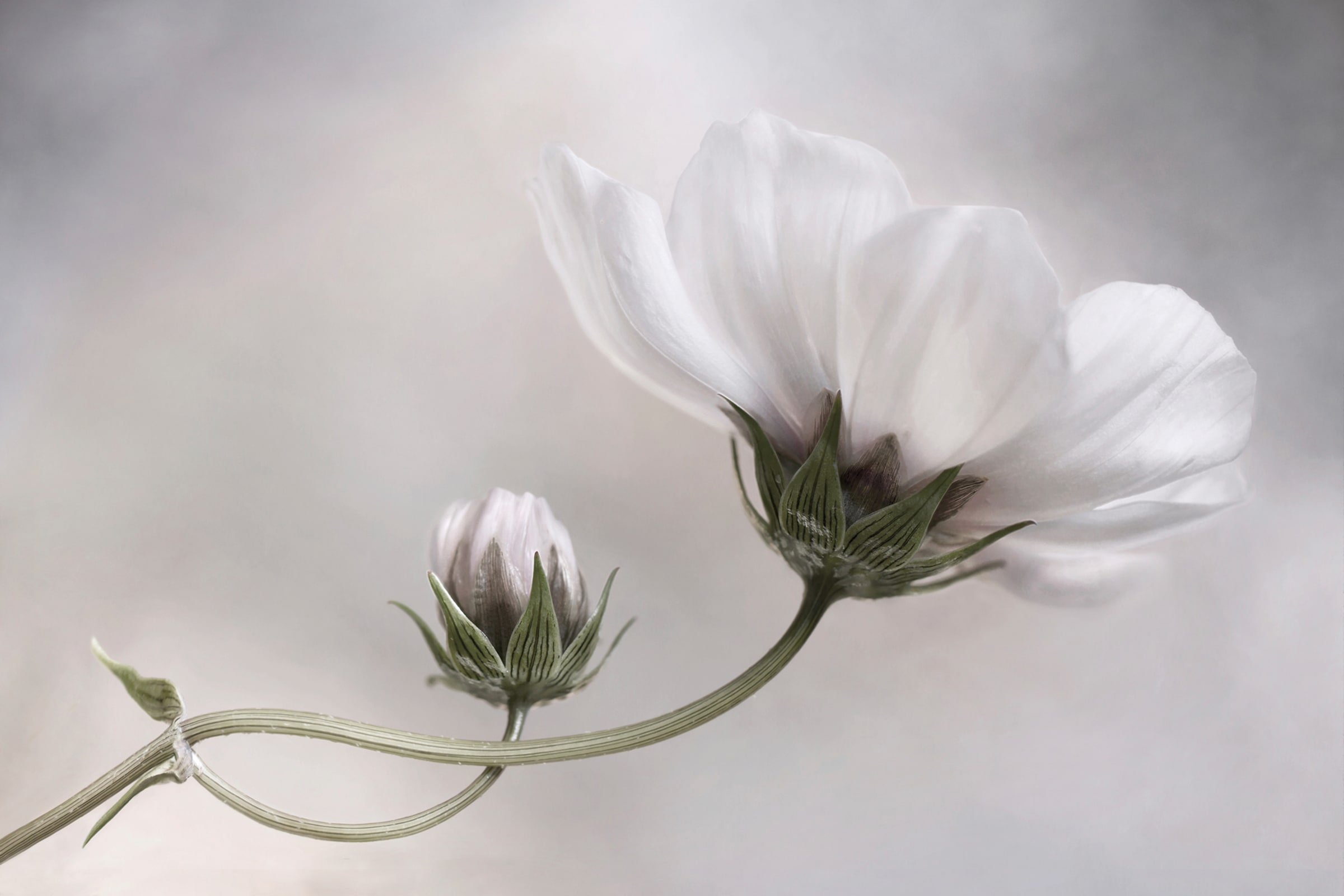 Papermoon Fototapete "Photo-Art MANDY DISHER, EINFACH KOSMOS"