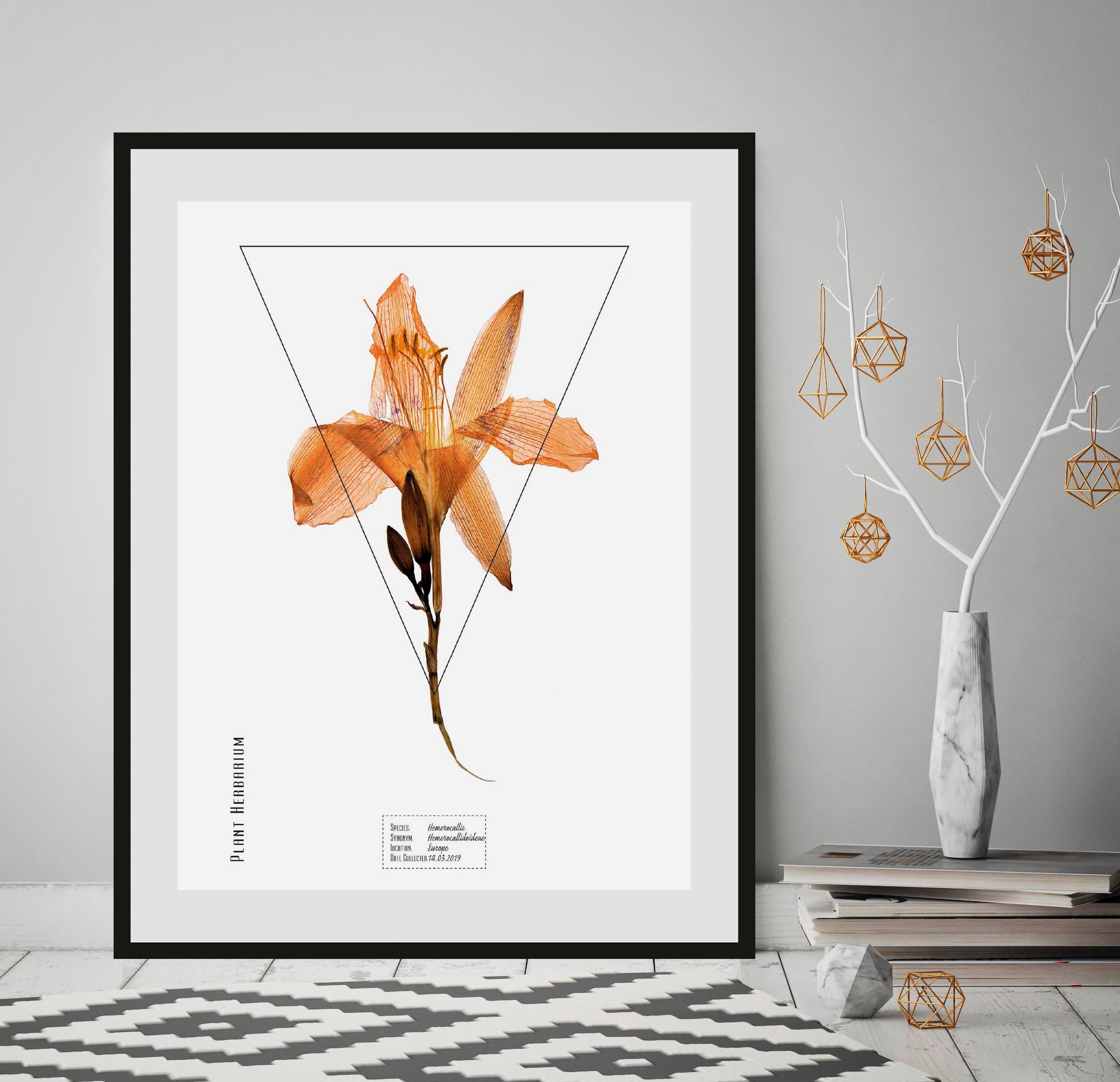 queence Paveikslas »Hemerocallis« (1 St.)