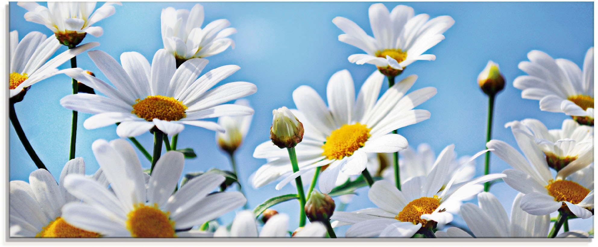 Artland Glasbild »Blumen - Margeriten«, Blumen, (1 St.), in verschiedenen  Größen bestellen