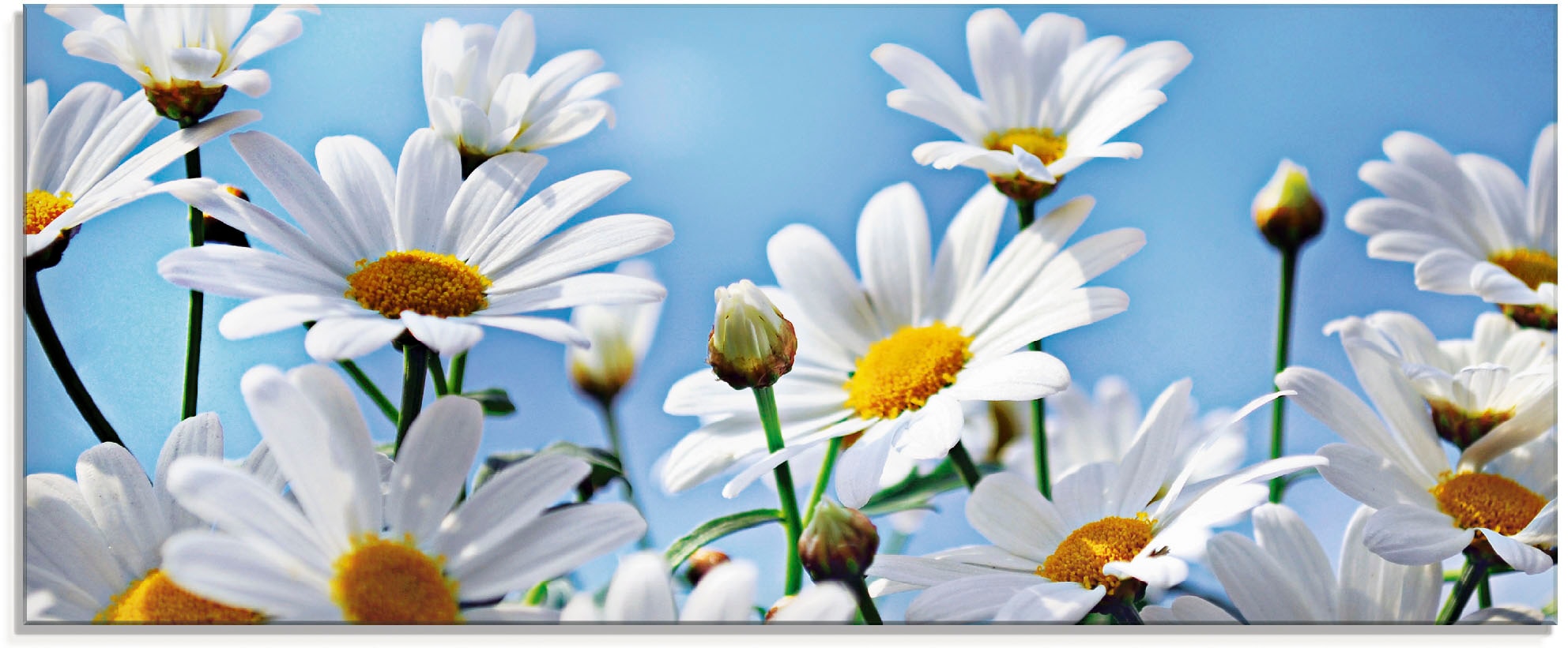 Artland Glasbild »Blumen - Margeriten«, Blumen, (1 St.), in verschiedenen Größen