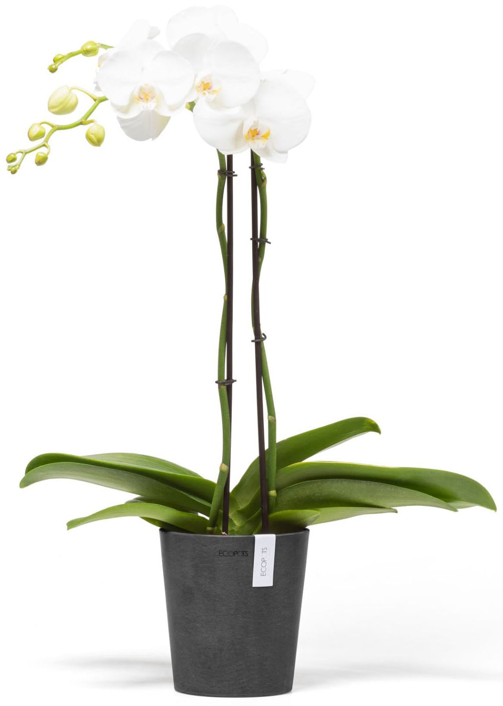 ECOPOTS Blumentopf »Morinda« ØxH: 14,2x16 cm