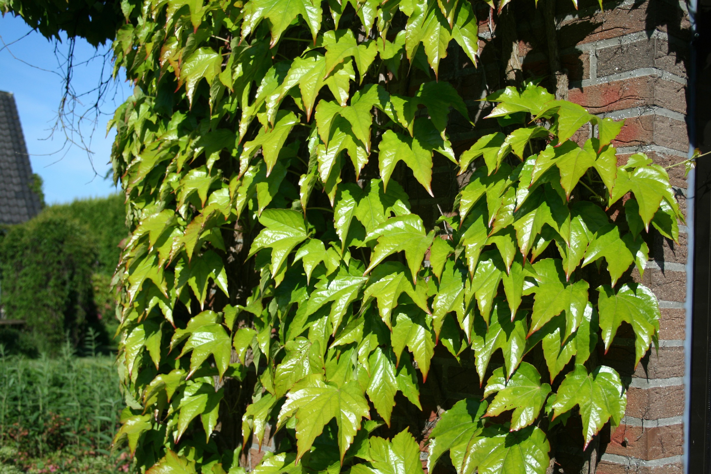 BCM Kletterpflanze »Wilder Wein 'Veitchii'«, (3 St.), Höhe: 80-100 cm, 3 Pflanzen kaufen