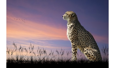 Fototapete »GEPARD-NATUR LÖWE TIGER PUMA JAGUAR DSCHUNGEL TIERE XXL«