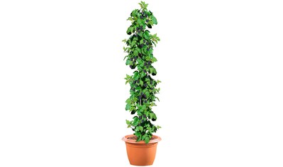 BCM Obstpflanze »Säulenobst Brombeere 'Black Satin'«, (1 St.), Höhe: 40 cm, 1 Pflanze kaufen