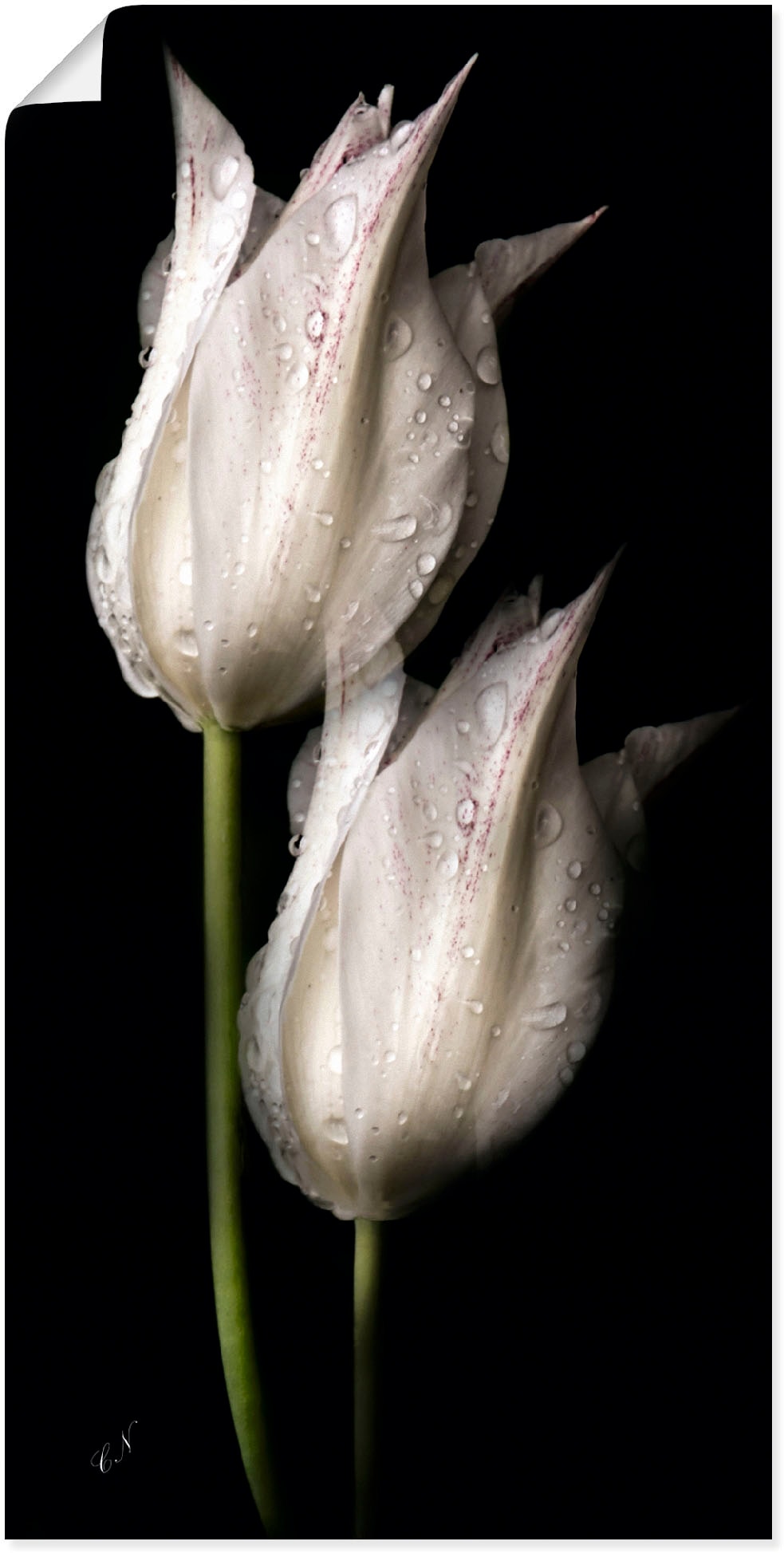 Artland Wandbild "Weiße Tulpen in der Nacht" Blumenbilder 1 Stk. tlg. als Alubild, Leinwandbild, Poster in verschied. Größen