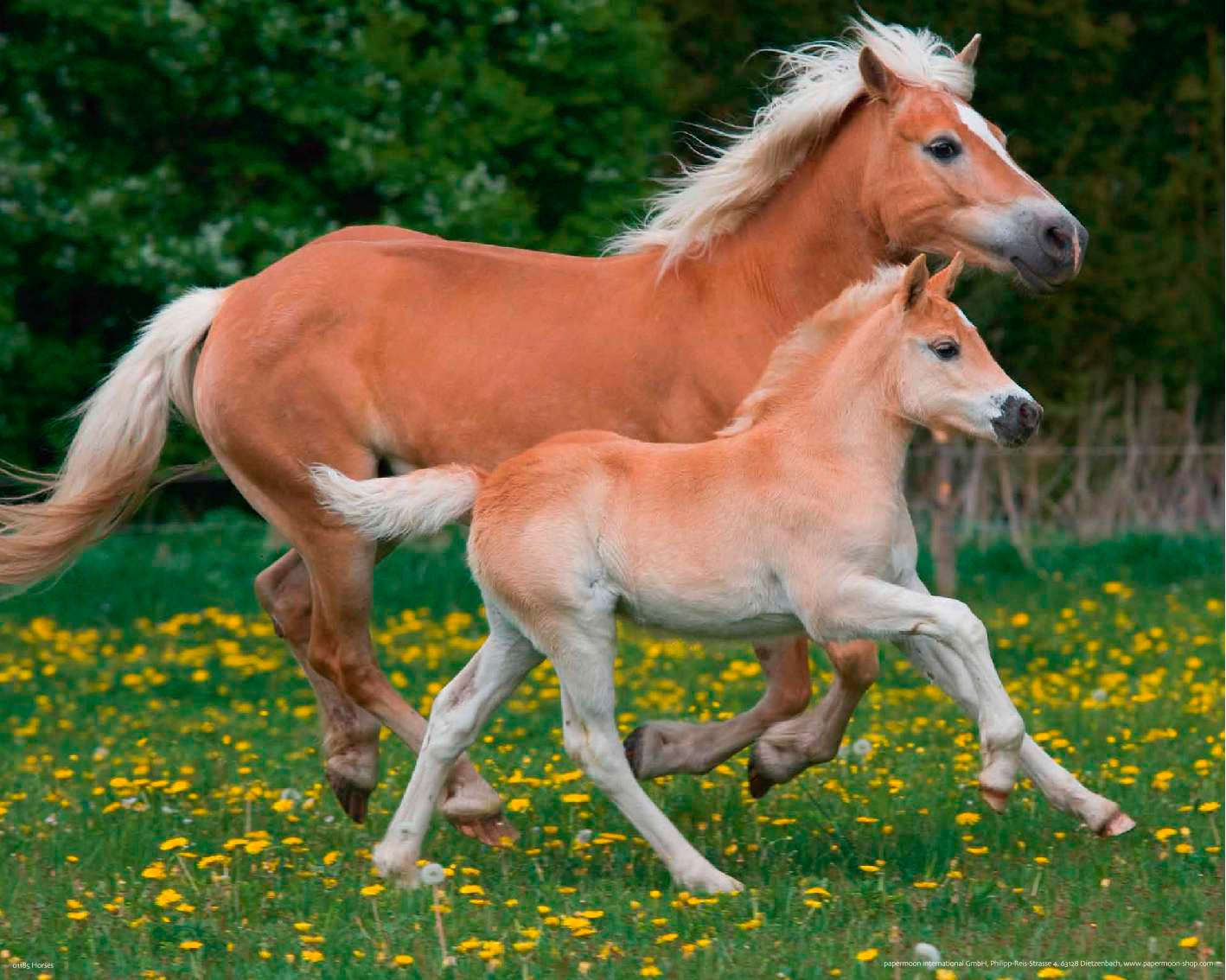 Papermoon Fototapete "Horses" glatt