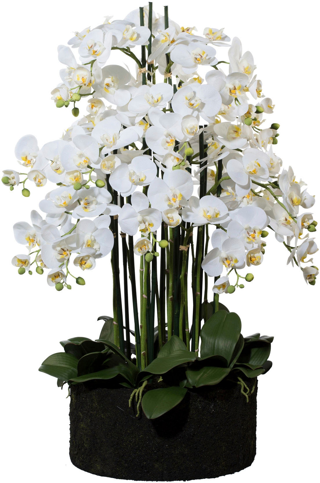 Creativ green Kunstorchidee »Phalaenopsis«, im Erdballen