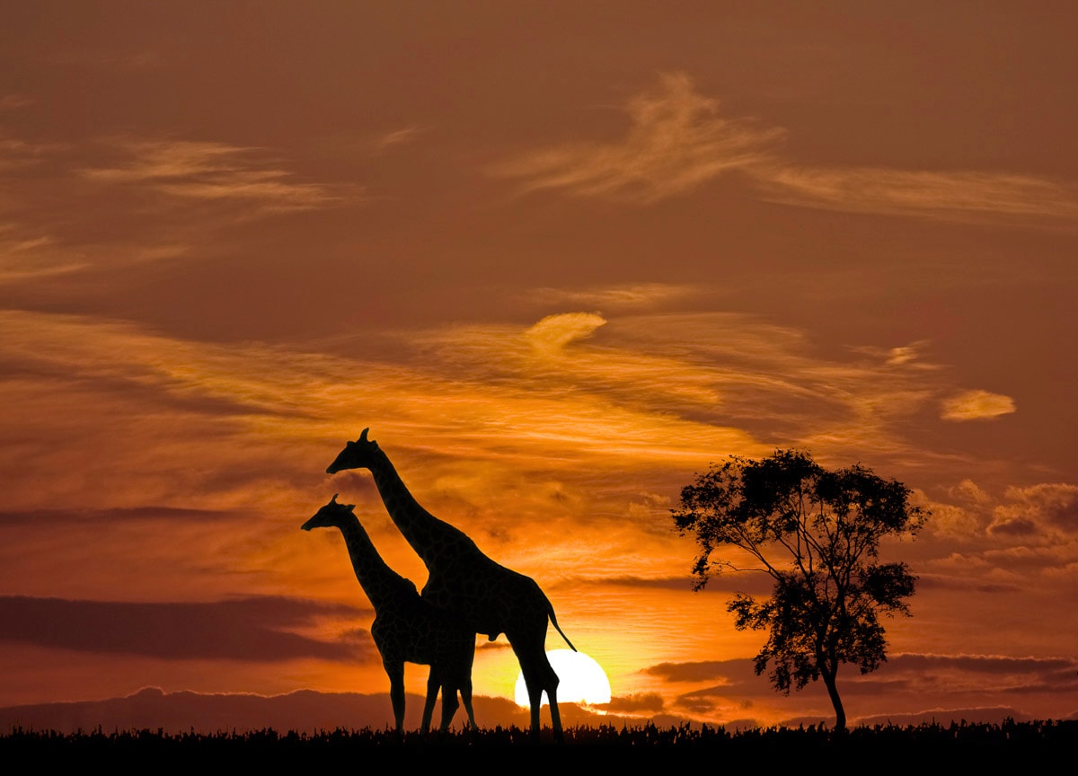 Papermoon 1100000002199 "Giraffen vor Sonnenuntergang"