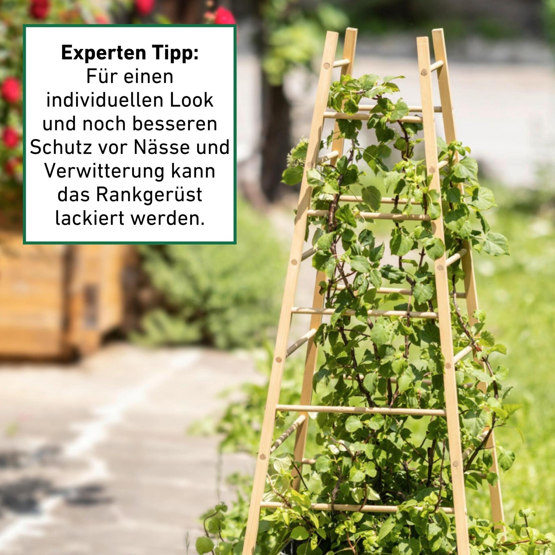 Windhager Rankgitter »Pyramide, Holz-Rankgerüst für Blumen und Gemüsepflanzen« Kletterhilfe für den Garten, 50 x 50 x 145 cm