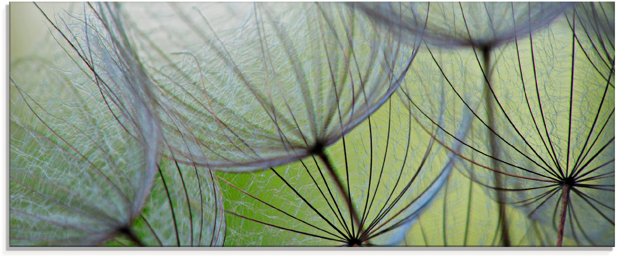 Artland Glasbild »Pusteblumen-Samen«, Blumen, (1 St.), in verschiedenen  Größen kaufen | BAUR