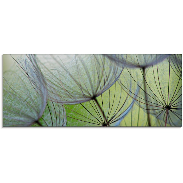 (1 St.), | Größen Blumen, kaufen BAUR »Pusteblumen-Samen«, Artland Glasbild verschiedenen in