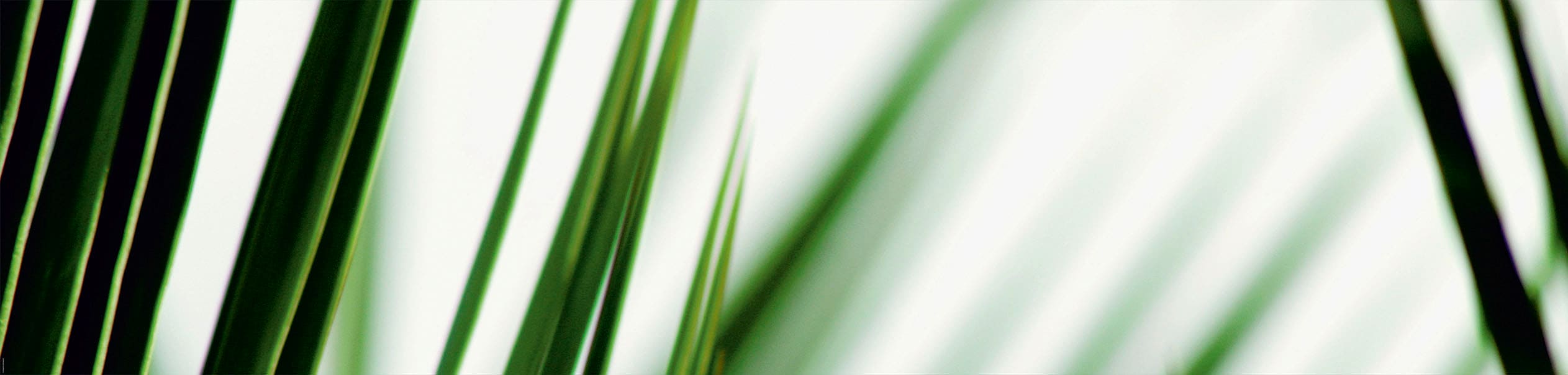 EXPRESS KÜCHEN Küchenrückwand "Gräser", B/H: 240cm x 55,9cm, grün, Spritzschutzwände