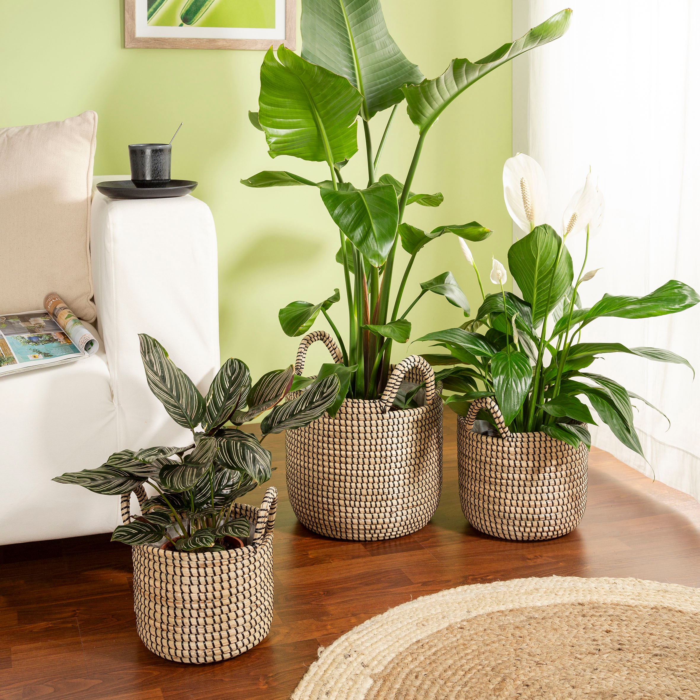 Scheurich Blumentopf »black 22/514«
