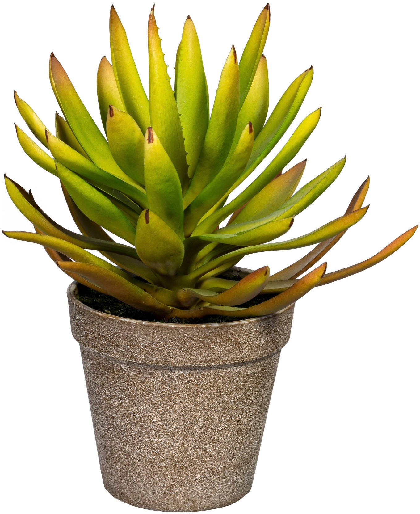kaufen BAUR Künstliche »Deko-Sukkulente Aloe | Creativ green plicatilis« Zimmerpflanze