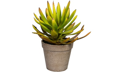 Creativ green Künstliche Zimmerpflanze »Deko-Sukkulente Aloe plicatilis«, (1 St.) kaufen