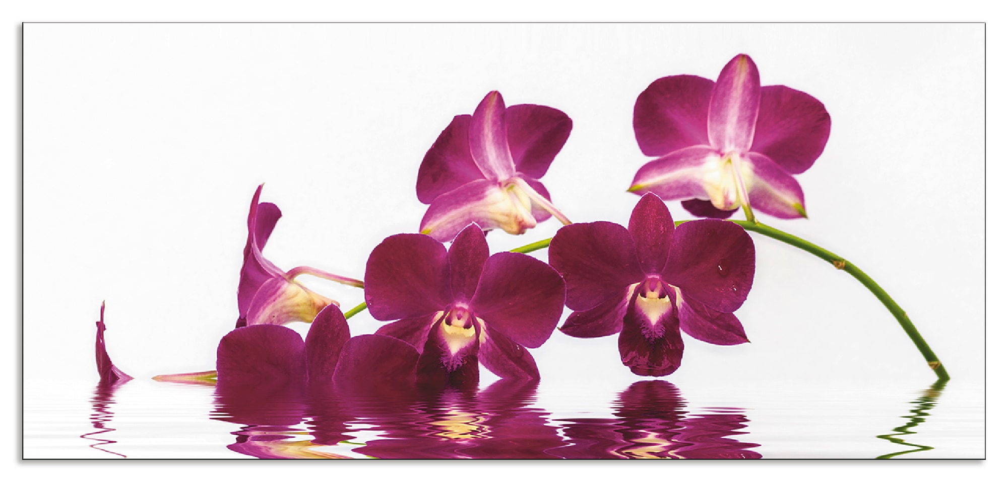 Artland Küchenrückwand "Phalaenopsis Orchidee", (1 tlg.), Alu Spritzschutz günstig online kaufen