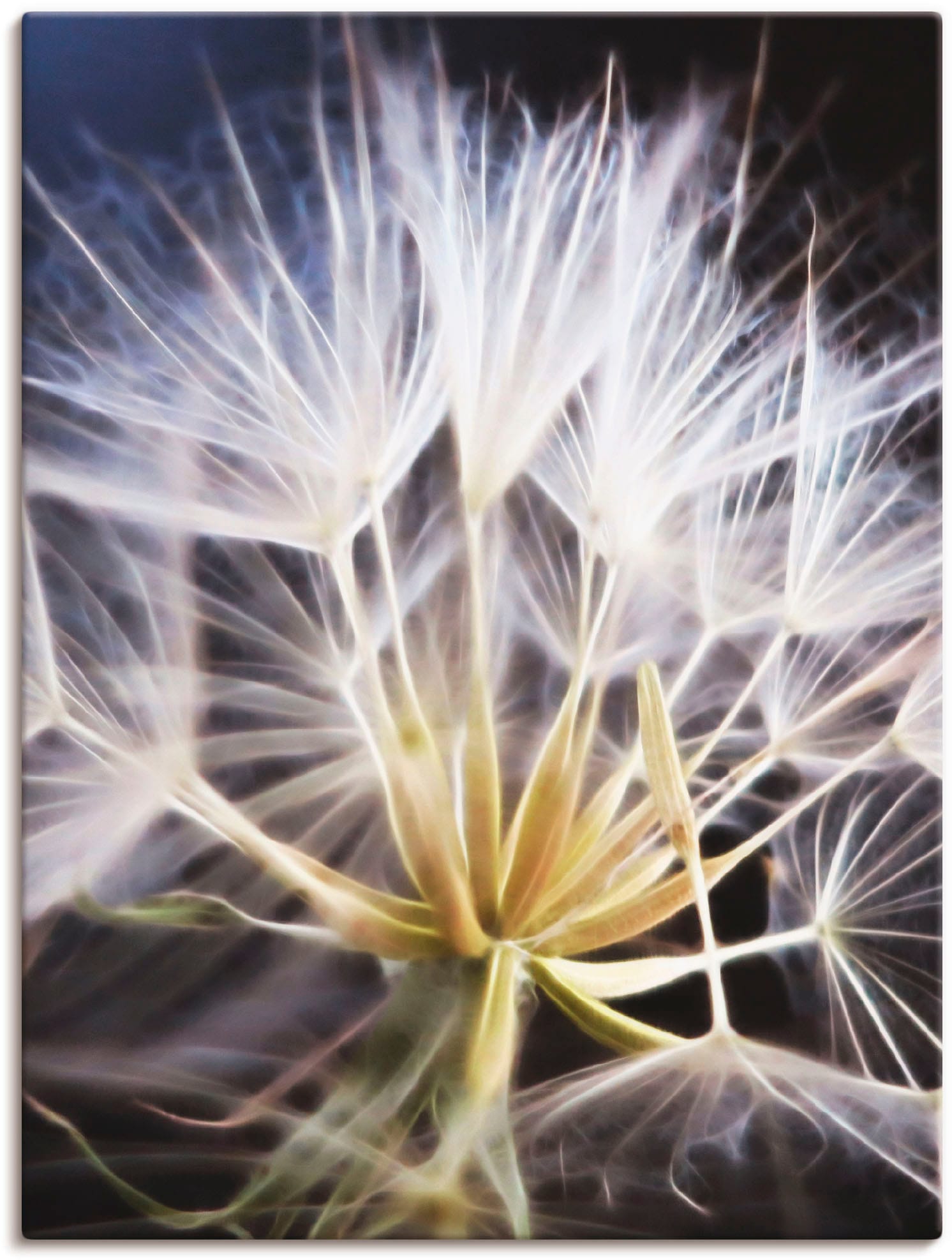 Artland Wandbild "Pusteblume", Blumen, (1 St.), als Leinwandbild, Poster in verschied. Größen