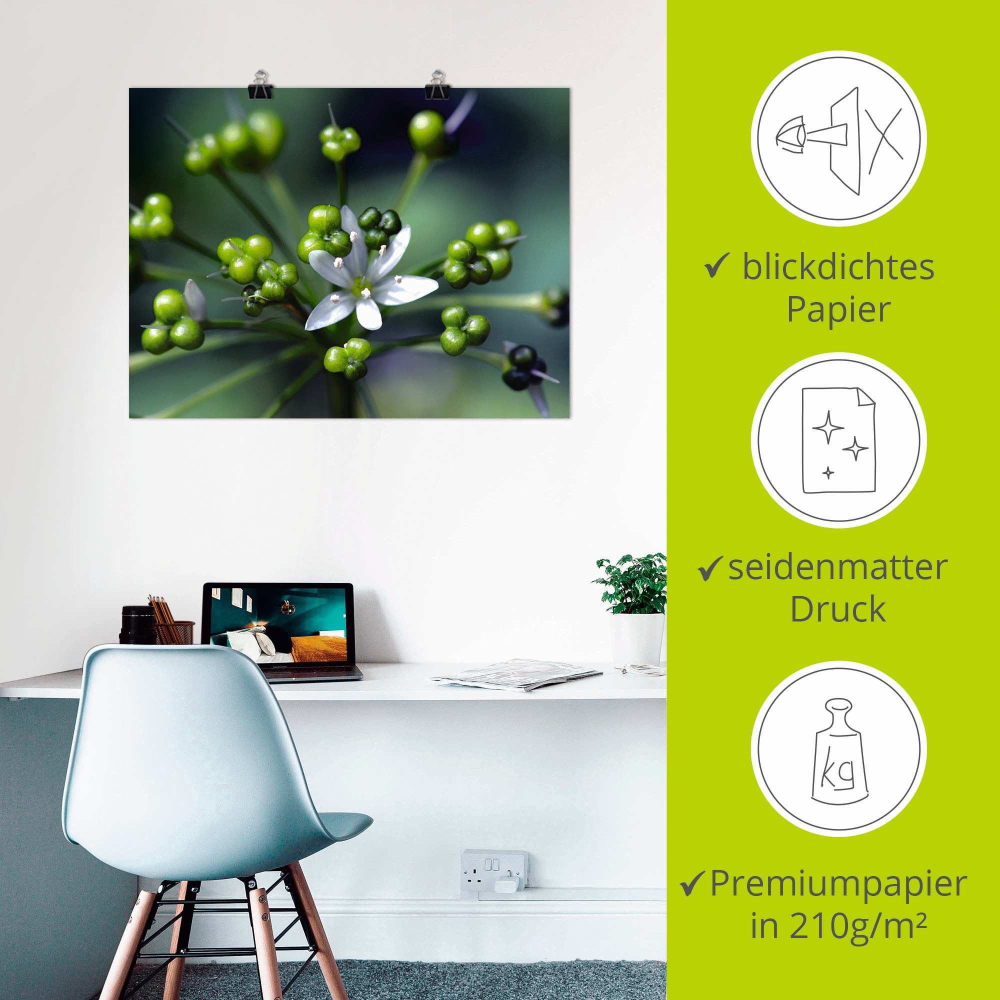 Artland Wandbild »Bärlauchblüte«, Blumen, (1 St.), als Leinwandbild, Poster in verschied. Größen