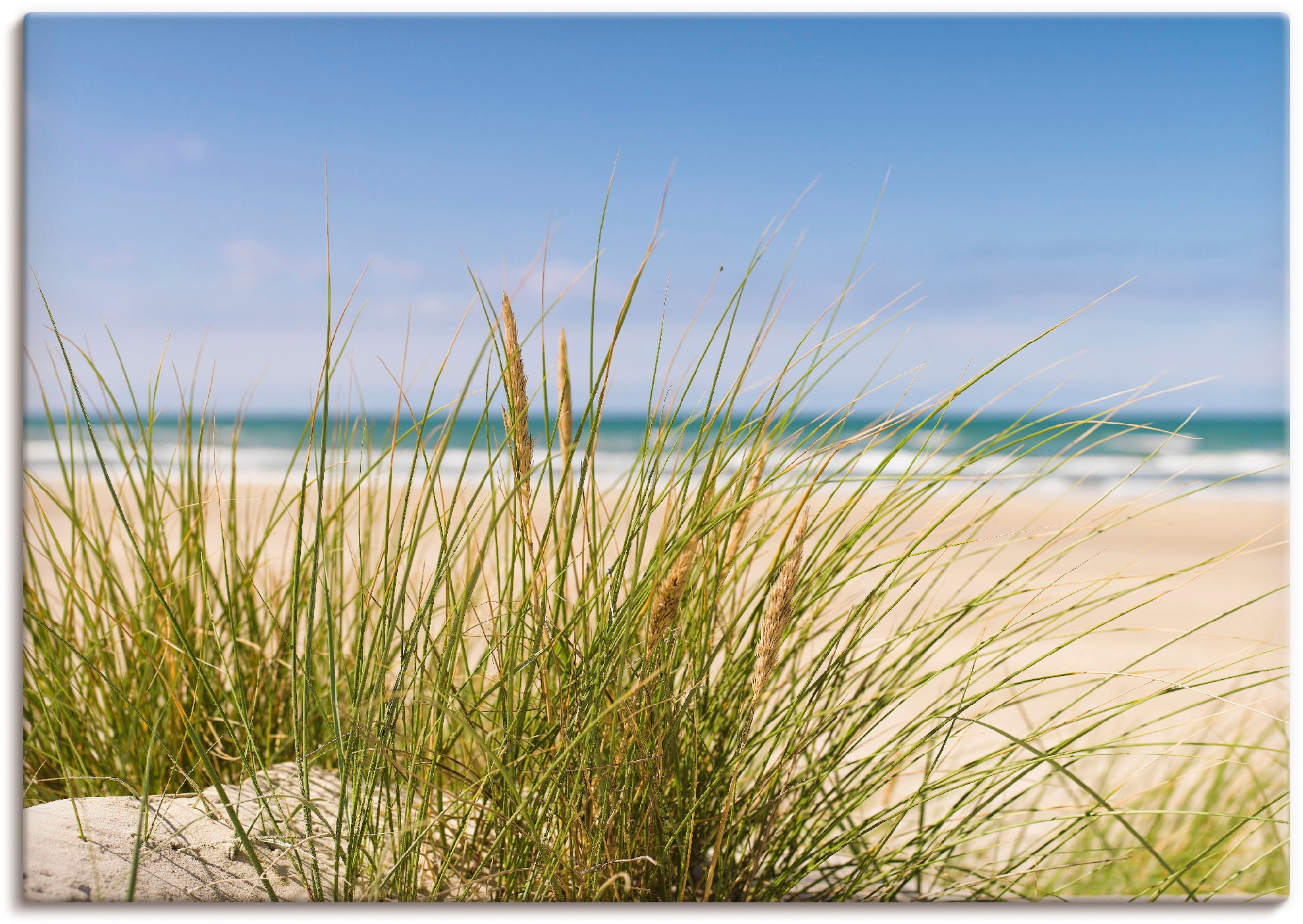 Artland Wandbild "Dünengras", Strand, (1 St.), als Alubild, Outdoorbild, Le günstig online kaufen