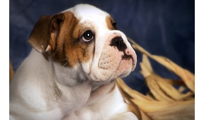 Fototapete »BULLDOG-TIERE HUND BULLDOGE HUNDE WANDDEKO WANDBILD XXL«