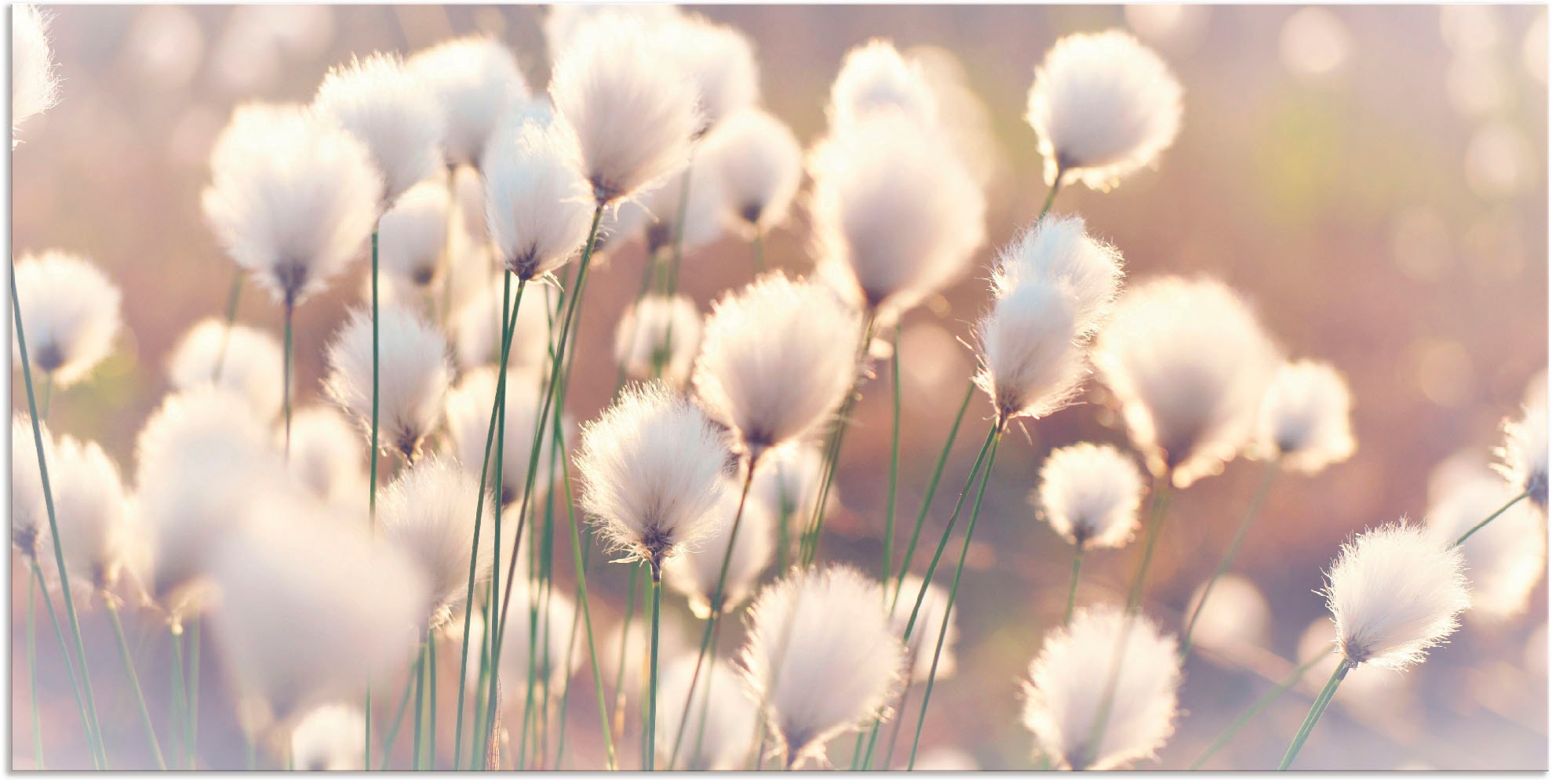 Artland "Wollgraszauber im Moor" Gräser 1 Stk. tlg. als Alubild, Leinwandbi günstig online kaufen