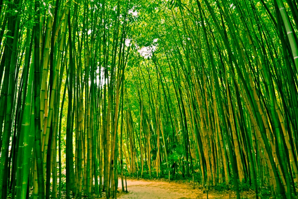 Fototapete PAPERMOON "Bamboo Forest", bunt, B:3,5m L:2,6m, Vlies, Tapeten - B/L: 3,5m x 2,6m, Bahnen: 7 Stk.