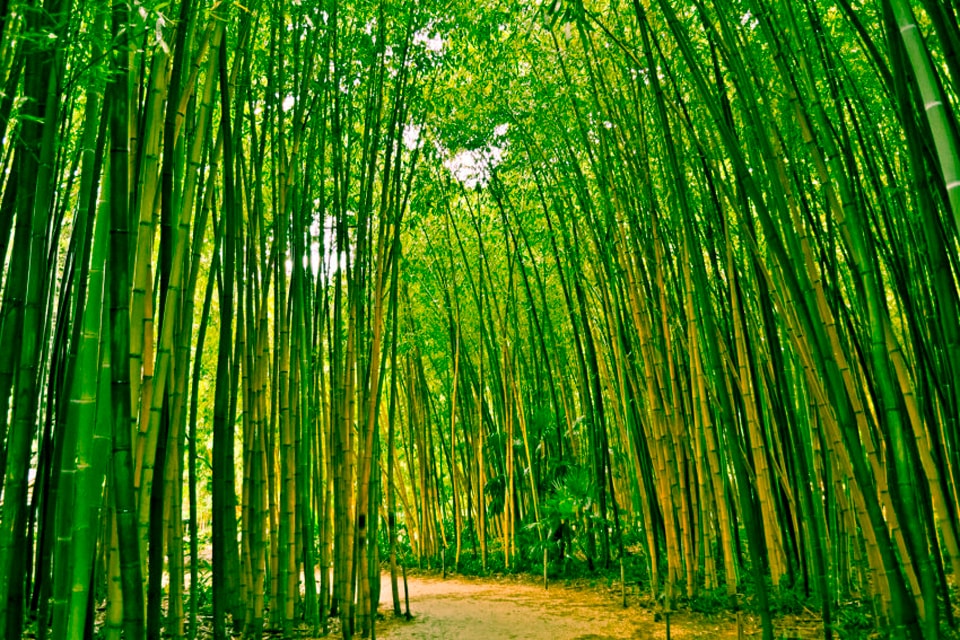 Papermoon Fototapete "Bamboo Forest"