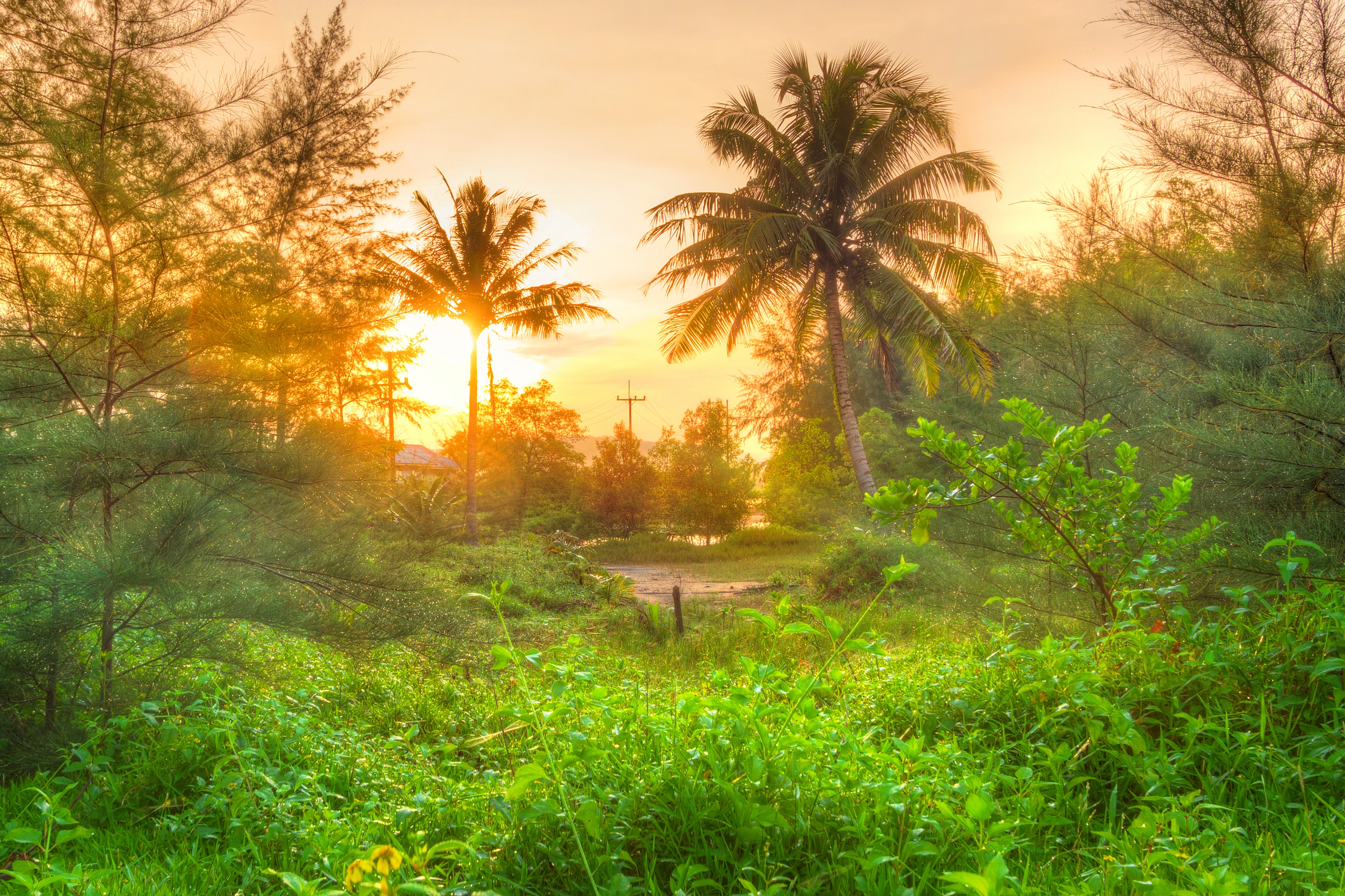 Papermoon Fototapete "Amazing Jungle Sunrise" glatt