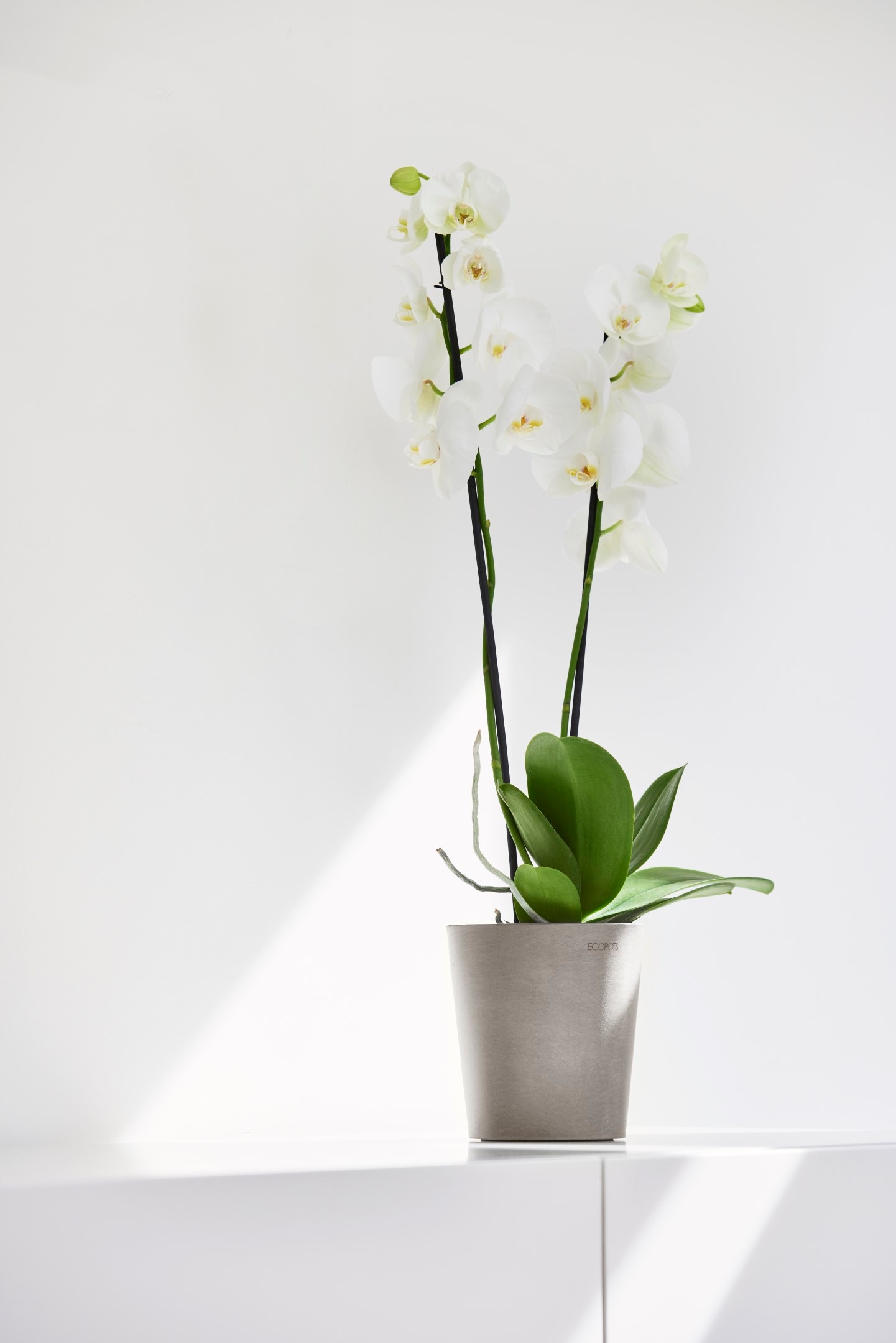 ECOPOTS Blumentopf »Morinda Orchidee 14 Taupe« für den Innenbereich