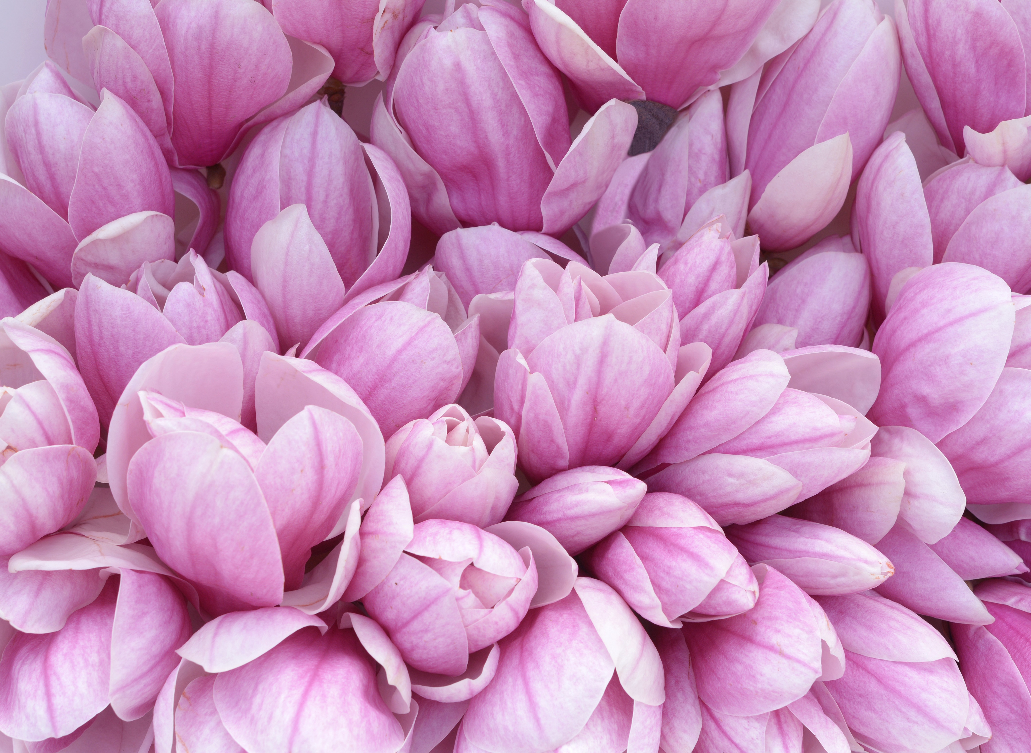 Papermoon Fototapete "Pink Magnolia" glatt