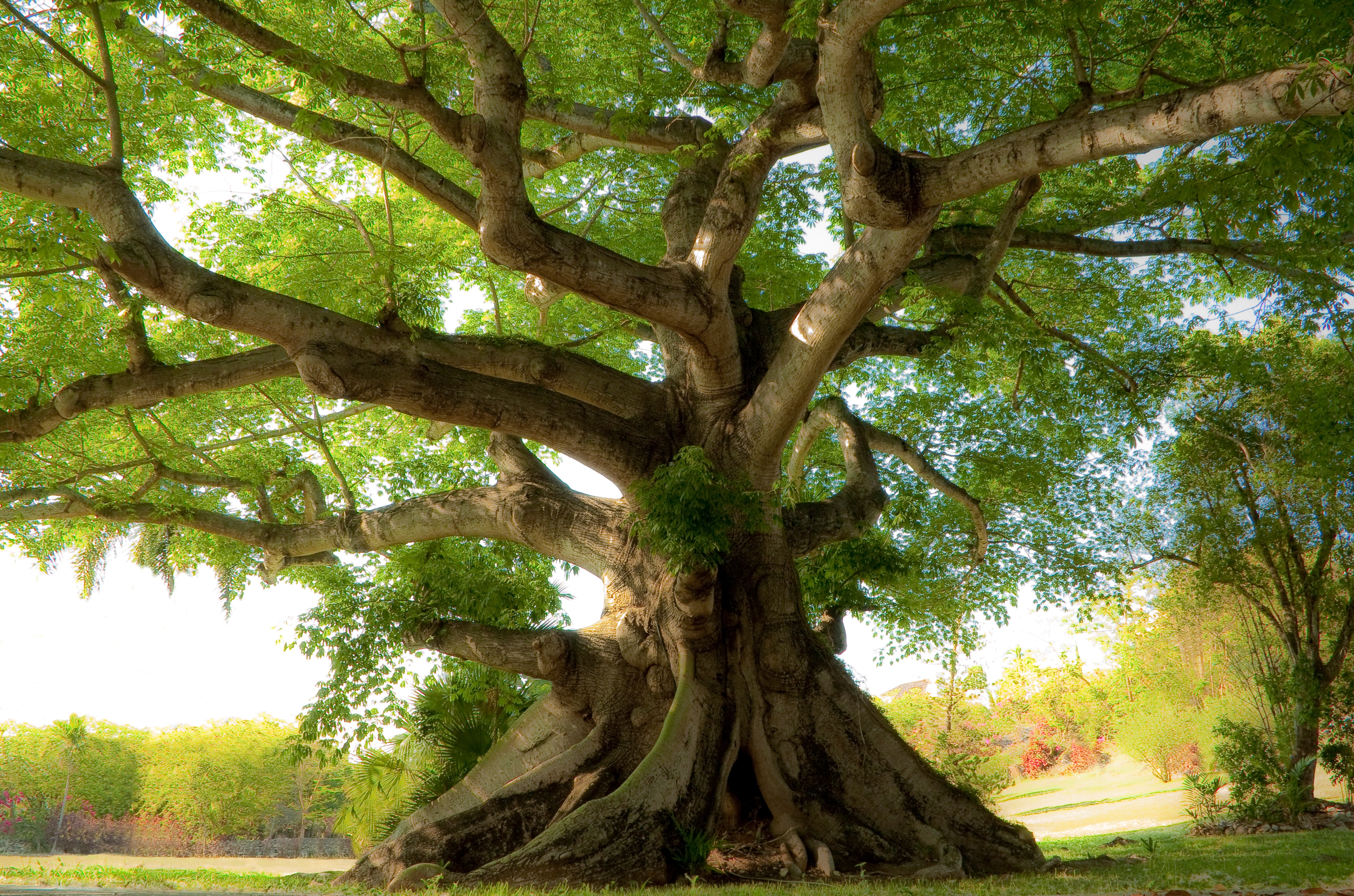 Papermoon Fototapete "Peaceful Tree" glatt
