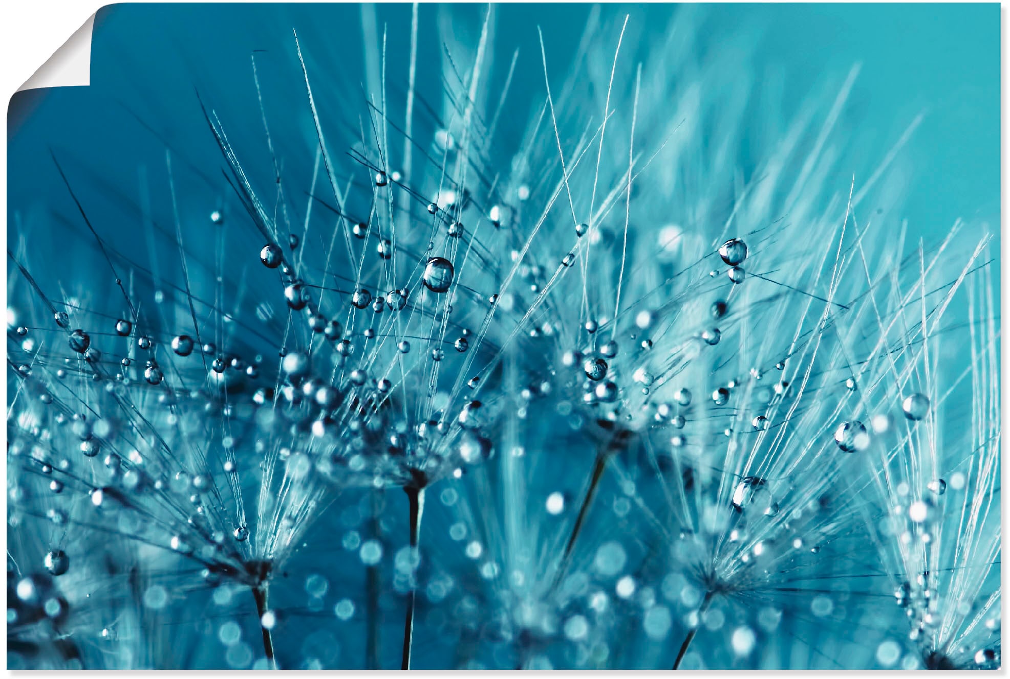 versch. Größen St.), Pusteblume«, oder Artland »Blaue Leinwandbild, kaufen glitzernde als Wandbild (1 Poster Blumen, Wandaufkleber | in BAUR