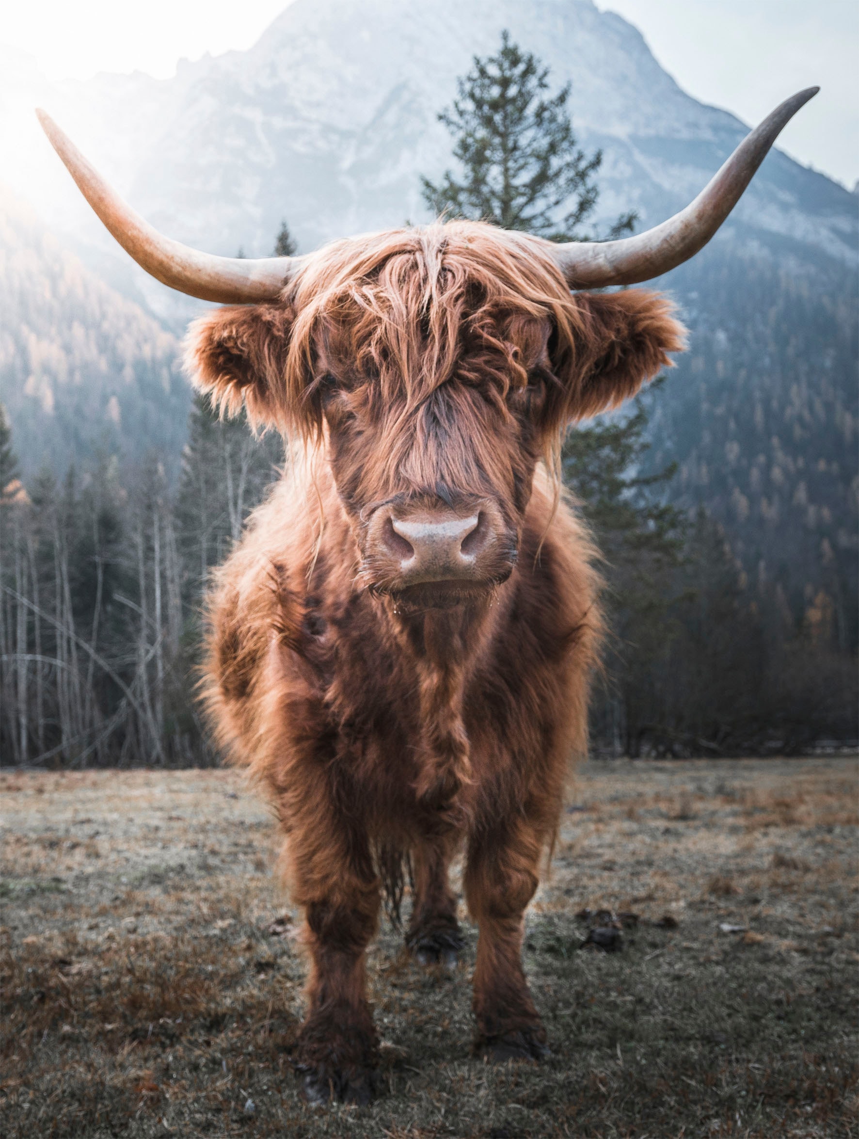 Kuh, »Wandbild - Tiermotiv (1 kaufen Nahaufnahme Wandbild BAUR Reinders! Hochlandrind«, Bulle | St.) - Highlander
