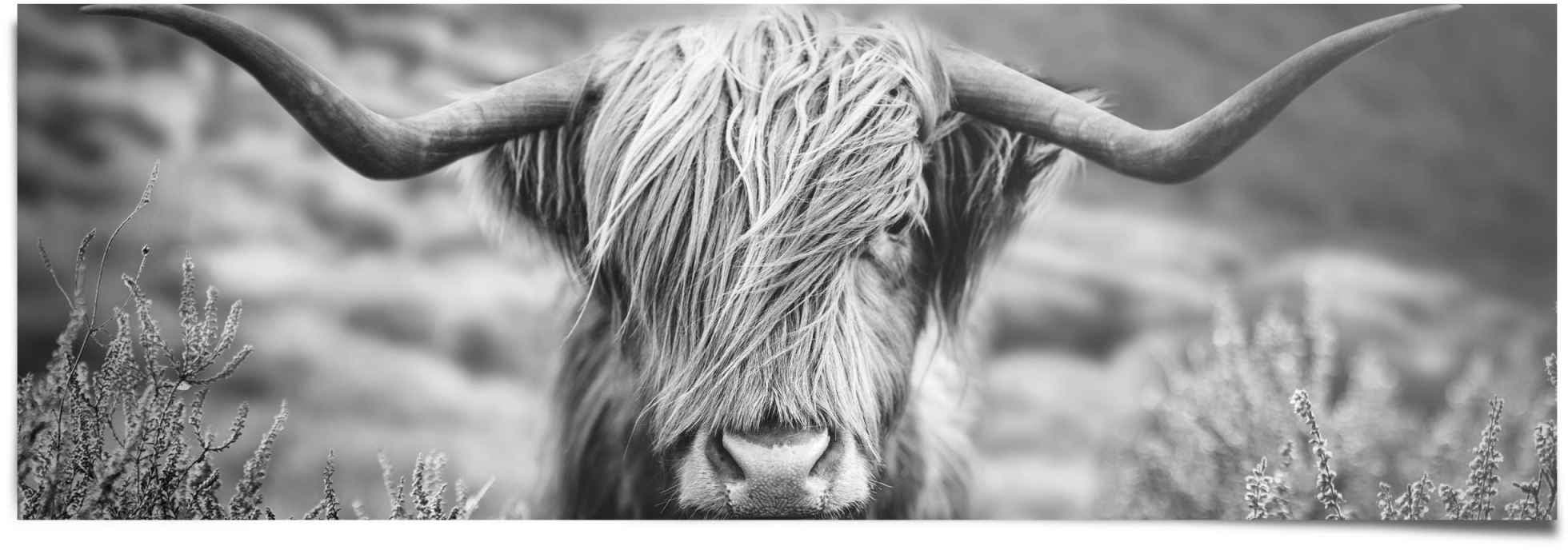 Reinders! Wandbild »Wandbild Highlander Bulle Tiermotiv - Nahaufnahme -  Hochlandrind Bild«, Kuh, (1 St.) kaufen | BAUR