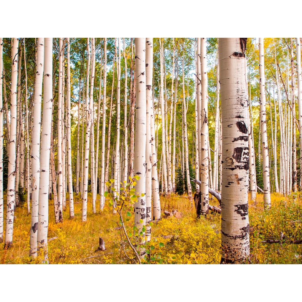 Papermoon Fototapete »Birches in Colorado Rocky Mountains«