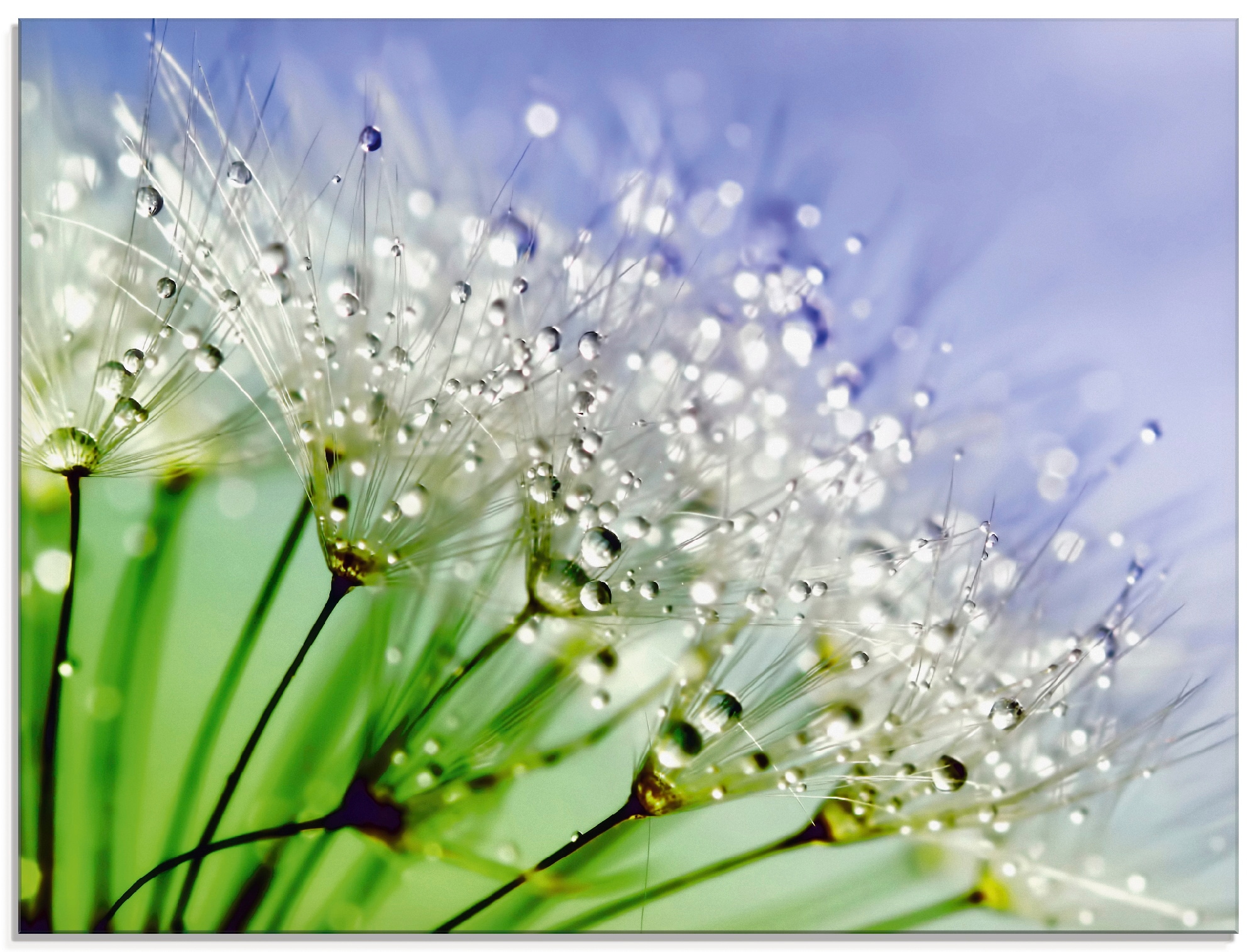 in kaufen BAUR St.), Größen (1 | Glasbild Artland Pusteblume«, verschiedenen »Glitzernde Blumen,