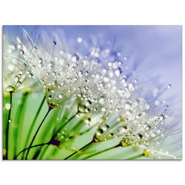 Artland Glasbild »Glitzernde Pusteblume«, Blumen, (1 St.), in verschiedenen  Größen kaufen | BAUR